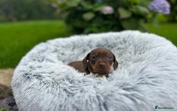 Miniature Dachshund dogs for sale: Kc reg PRA clear miniature dachshund puppies  - Image 17