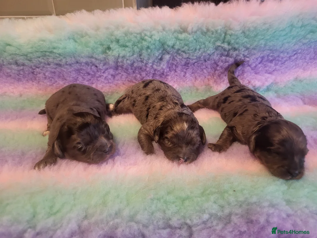 Cavapoo dogs for stud: Extensively DNA tested CAVAPOO Stud  - Advert 12