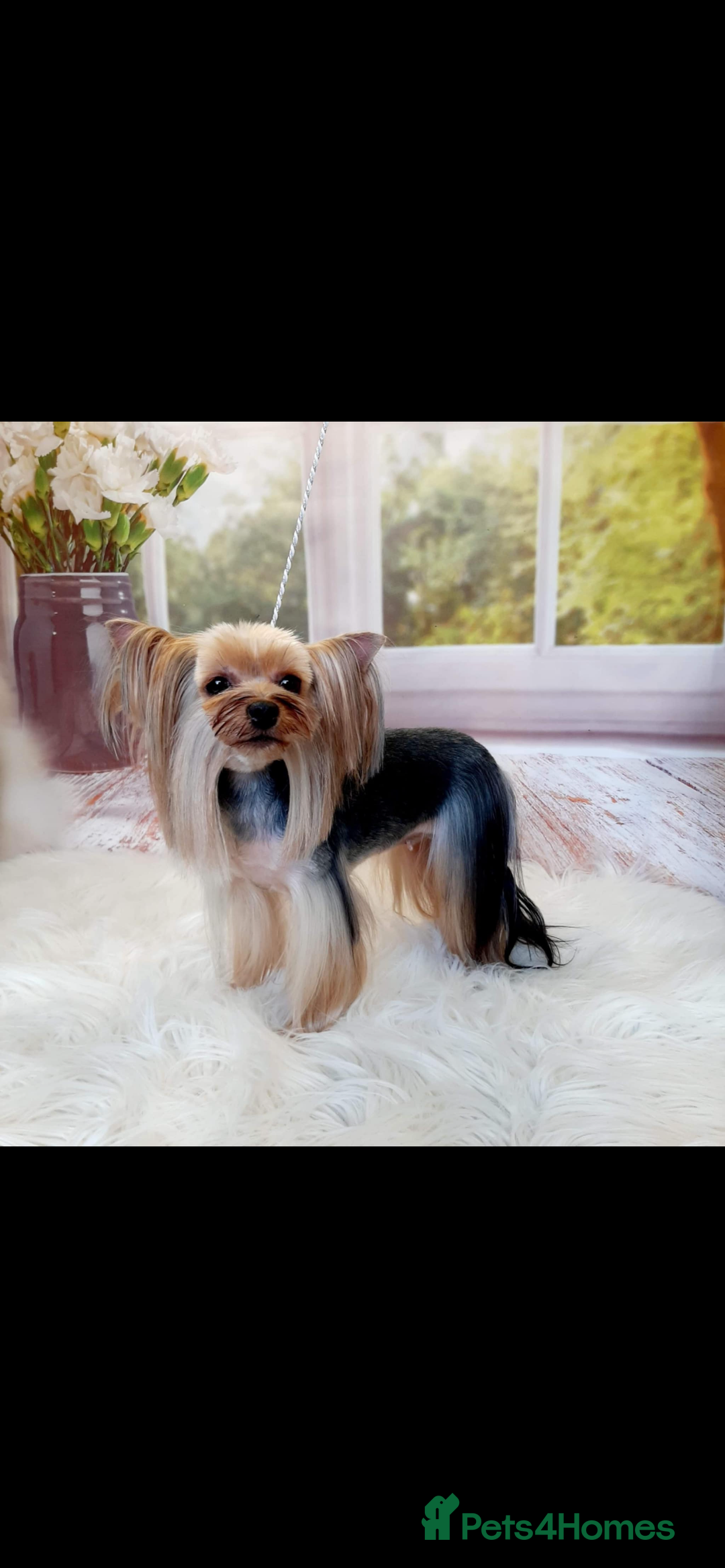 Yorkshire Terrier dogs for stud: Exceptional Male Yorkshire Terrier For Stud  - Advert 2