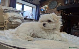 Maltese dogs for sale: Gorgeous KC pedigree Maltese puppy boy - Image 11