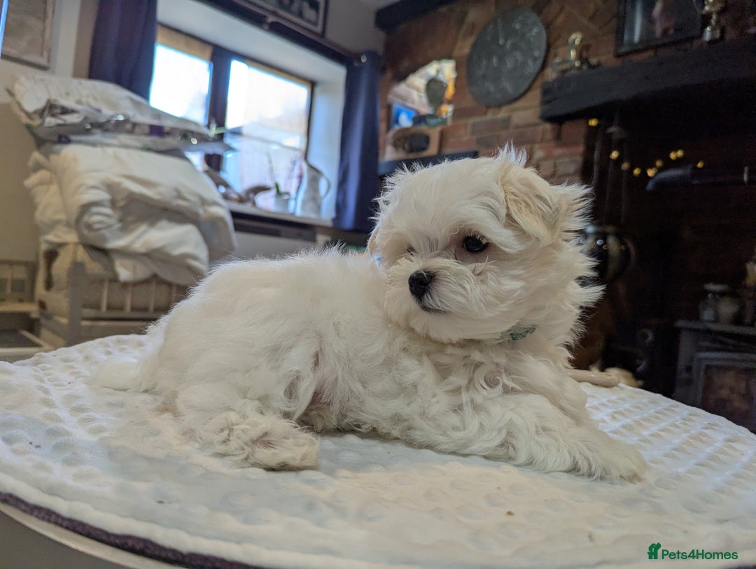 Maltese dogs for sale: Gorgeous KC pedigree Maltese puppy boy - Image 11