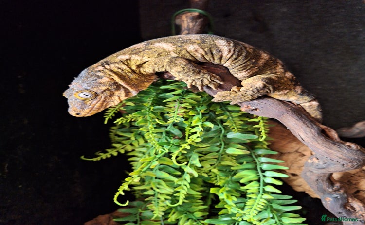 Gecko reptiles - Advert 12