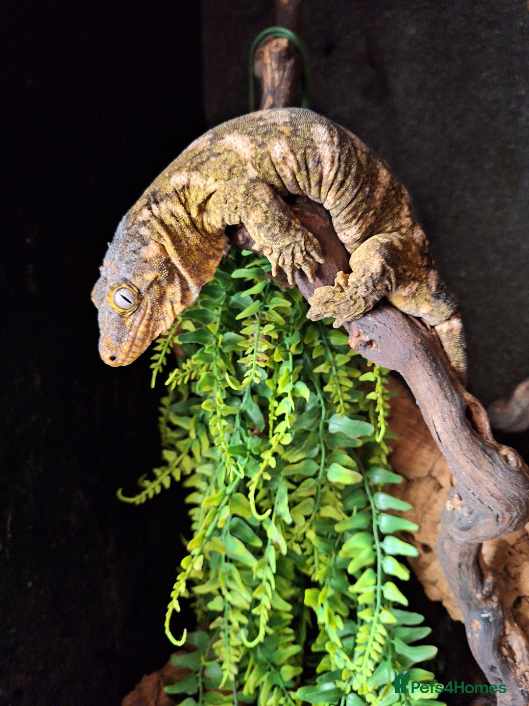 Gecko reptiles for sale: Leachianus Gecko Female - Image 1