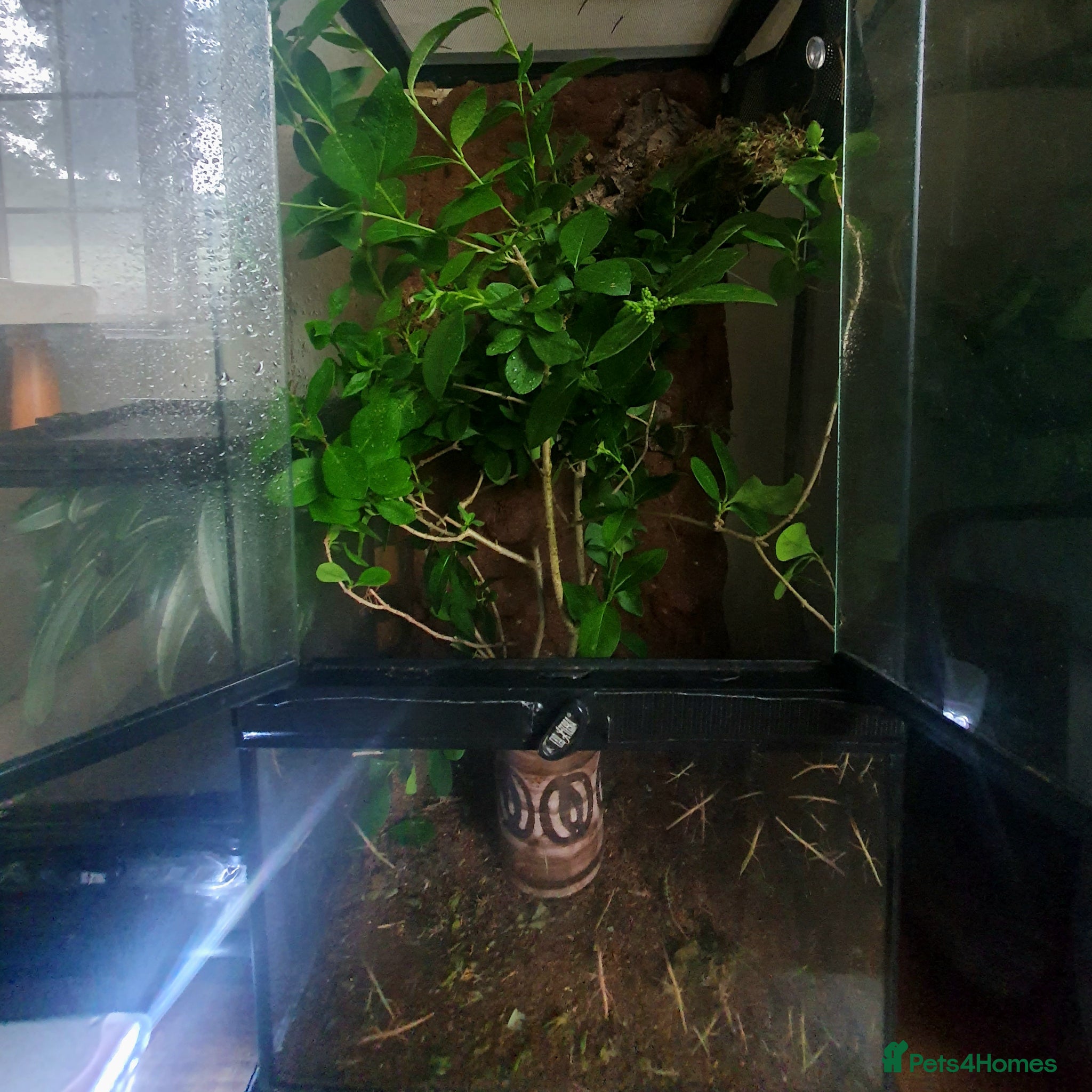 Stick Insects invertebrates Indian Stick Insect nmphs for sale  - Advert 19