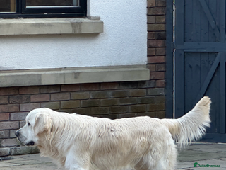 Golden Retriever dogs STUD KC FULLY HEALTH TESTED PROVEN TRAMIN IMPORT in Blackpool - Advert 1