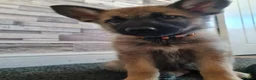 Mixed Breed dogs for sale: Shepskys 😍  in Colchester - Advert 11