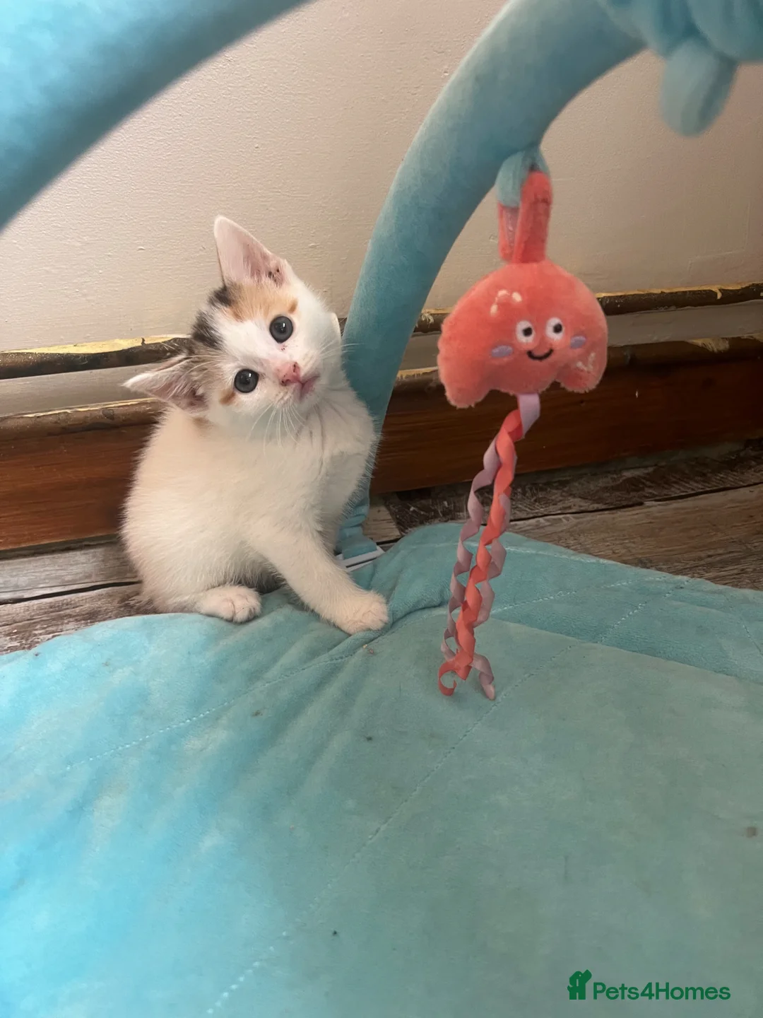 Mixed Breed cats for sale: 4 mixed breed Calico babies ready today - Advert 1