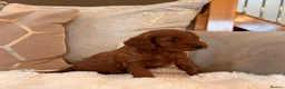 Cockapoo dogs for sale: ** RARE MAHOGANY RED F1 TOY COCKAPOO PUPS ** - Advert 6