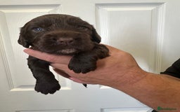 Cocker Spaniel dogs for sale: Beautiful Chocolate/Golden Working Cocker Spaniels - Image 7