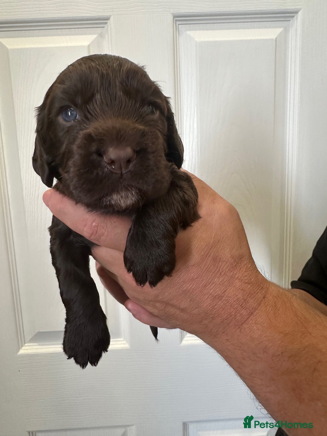 Cocker Spaniel dogs for sale: Beautiful Chocolate/Golden Working Cocker Spaniels - Image 7