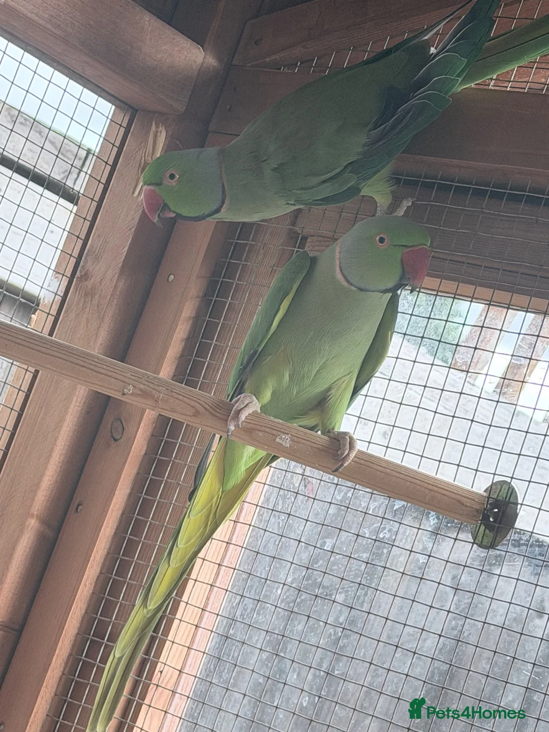 Ringnecks birds for sale: Male ringnecks  - Advert 1