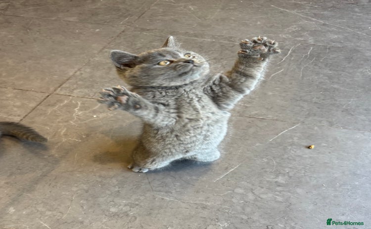 British Shorthair cats - Advert 9