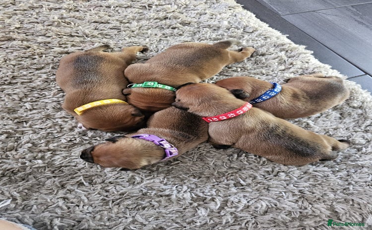 Staffordshire Bull Terrier dogs - Advert 1