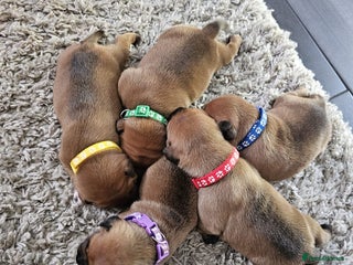 Staffordshire Bull Terrier dogs - Advert 3