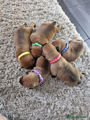 Staffordshire Bull Terrier dogs - Advert 2