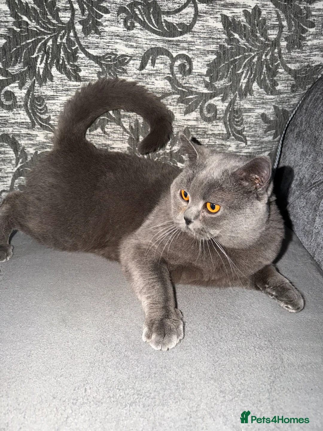 British Shorthair cats for sale: LilacBritish shorthair  - Advert 1
