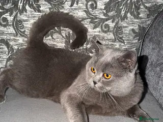 British Shorthair cats LilacBritish shorthair - Advert 1