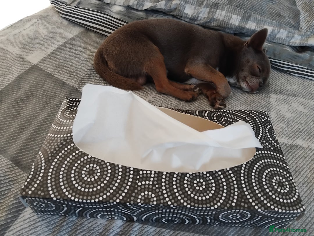 Chihuahua dogs for stud: KC reg - Health tested - PROVEN  - Advert 17