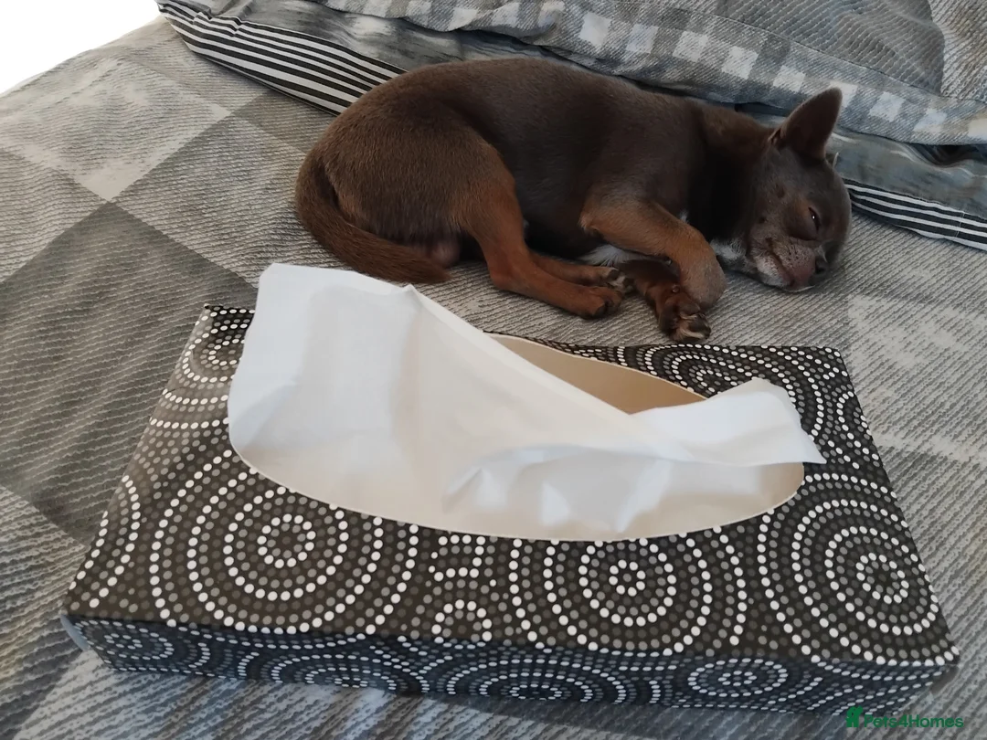 Chihuahua dogs for stud: KC reg-Health tested-PROVEN  - Advert 14