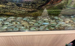Cichlids fish for sale: Multis Multifasciatus Neolamprologus shell dweller - Image 3