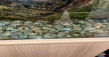 Cichlids fish - Advert 3