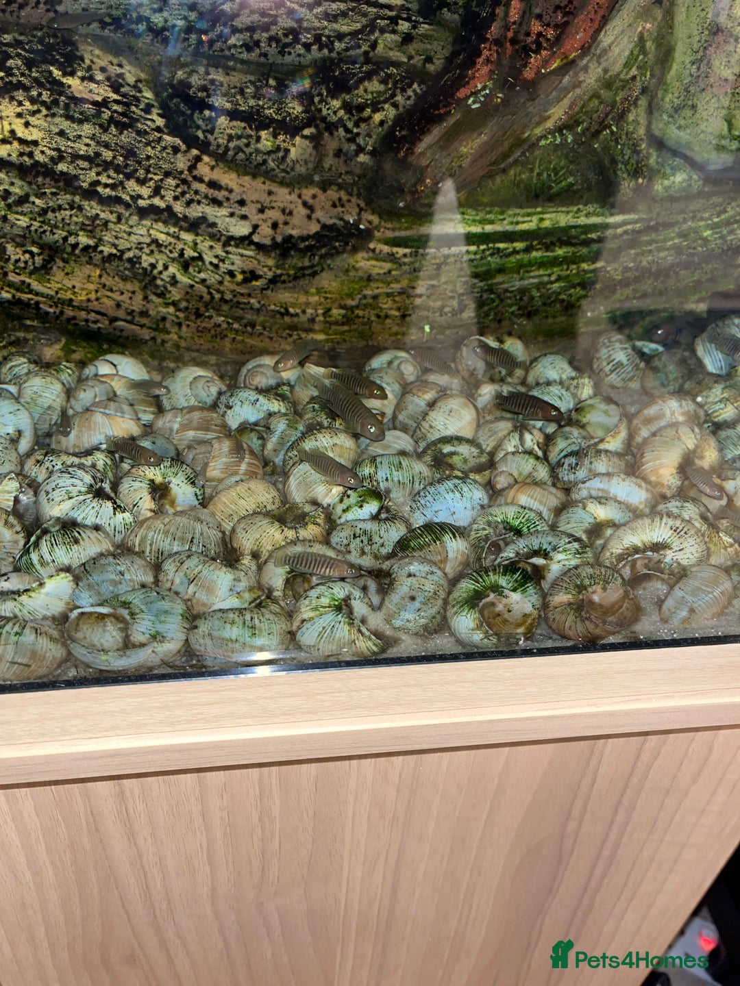 Cichlids fish for sale: Multis Multifasciatus Neolamprologus shell dweller - Image 3