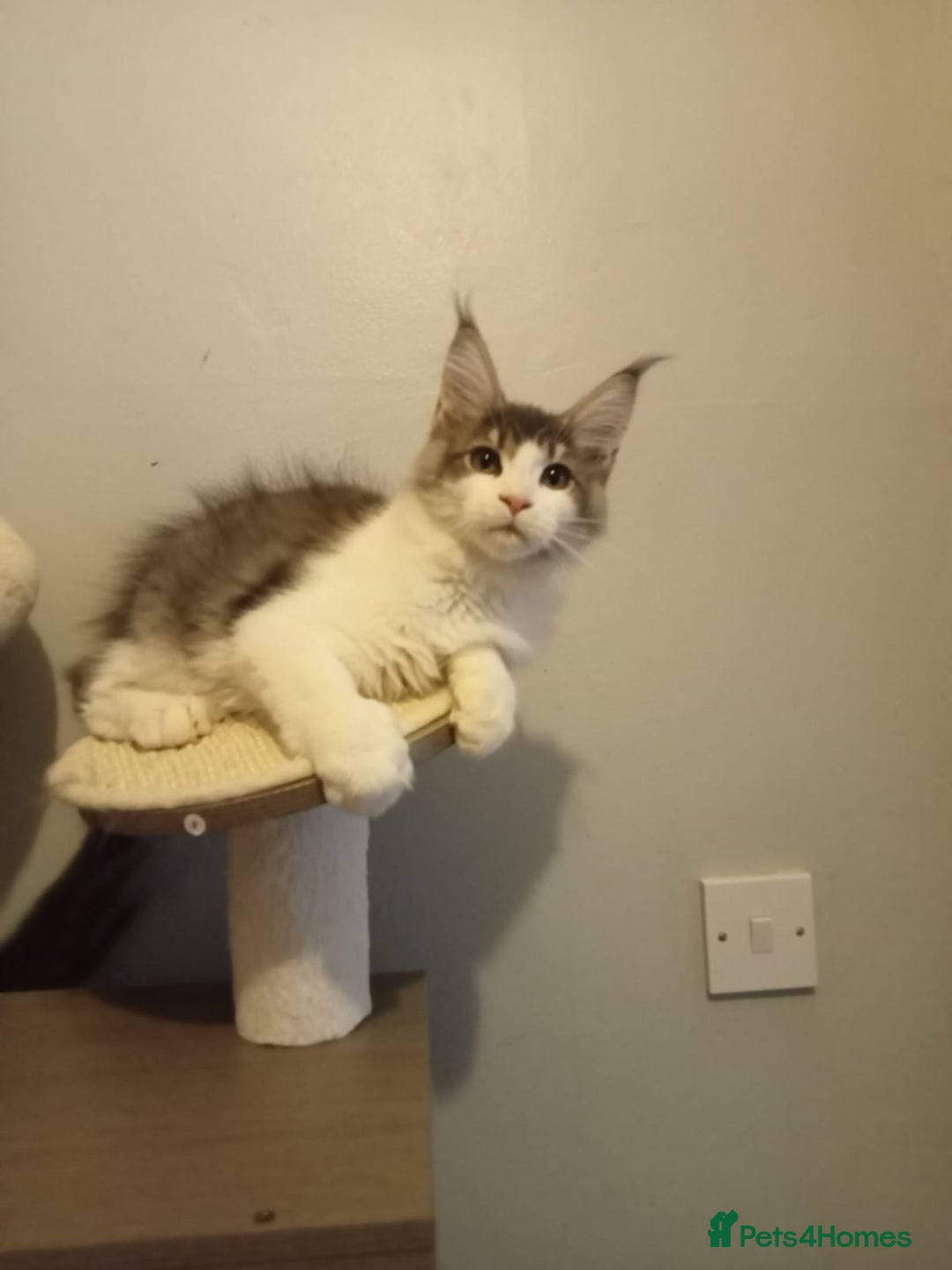 Maine Coon cats for sale: Maine coon kittens - Image 8