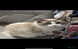 Ragdoll cats for sale: Bambi (female ragdoll) REDUCED  - Image 6