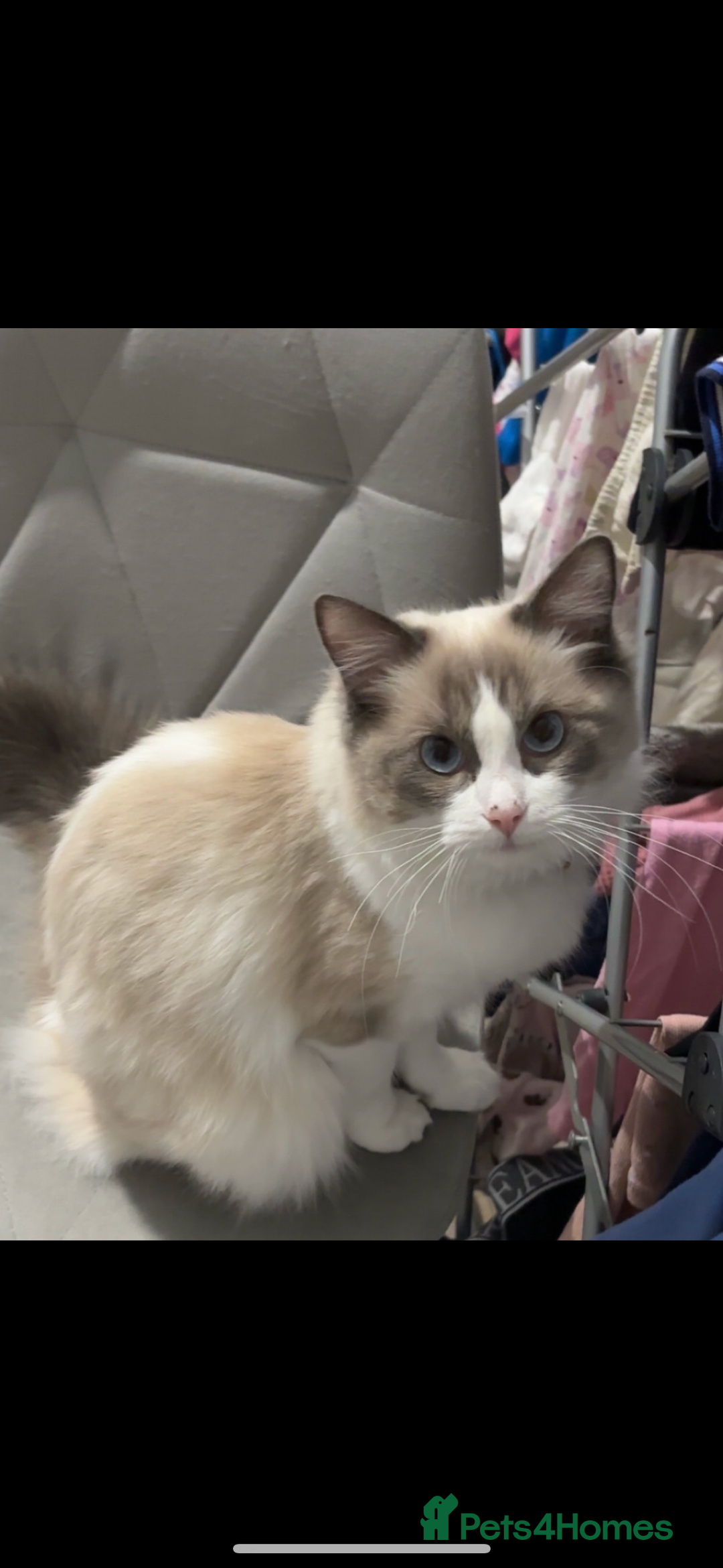 Ragdoll cats for sale: Bambi (female ragdoll) REDUCED  - Image 6