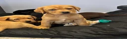 Labrador Retriever dogs for sale: Labrador puppies in Bishop Auckland - Advert 3