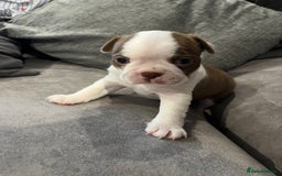 Boston Terrier dogs for sale: Boston Terrier Pups  - Image 13