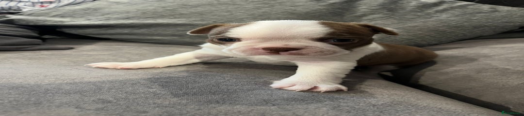 Boston Terrier Puppy 3