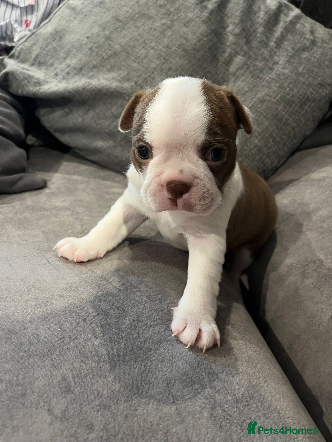 Boston Terrier dogs for sale: Boston Terrier Pups  - Image 13