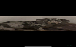 Miniature Dachshund dogs for sale: Miniature dachshund  - Image 3