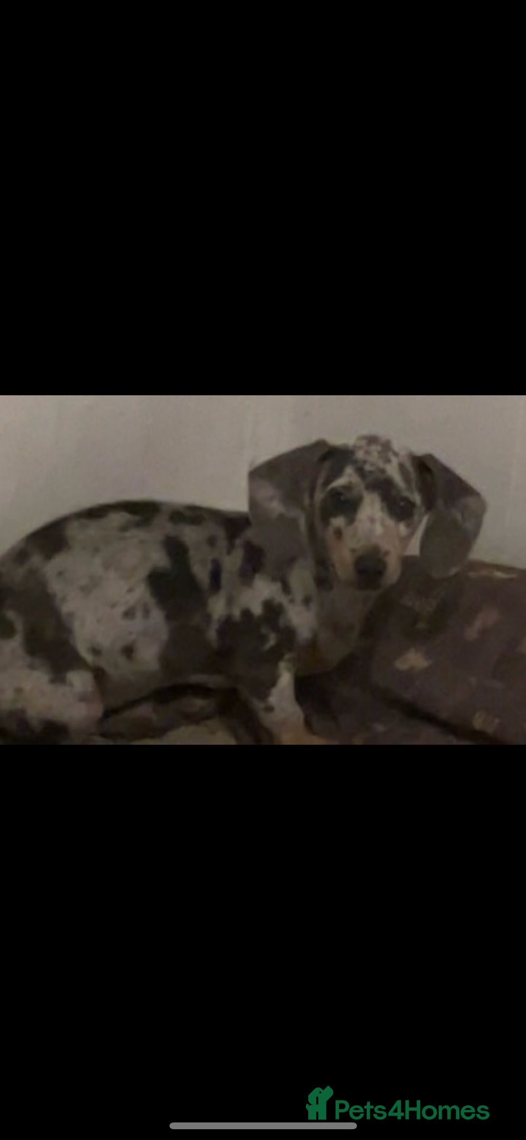 Miniature Dachshund dogs for sale: Miniature dachshund  - Image 3