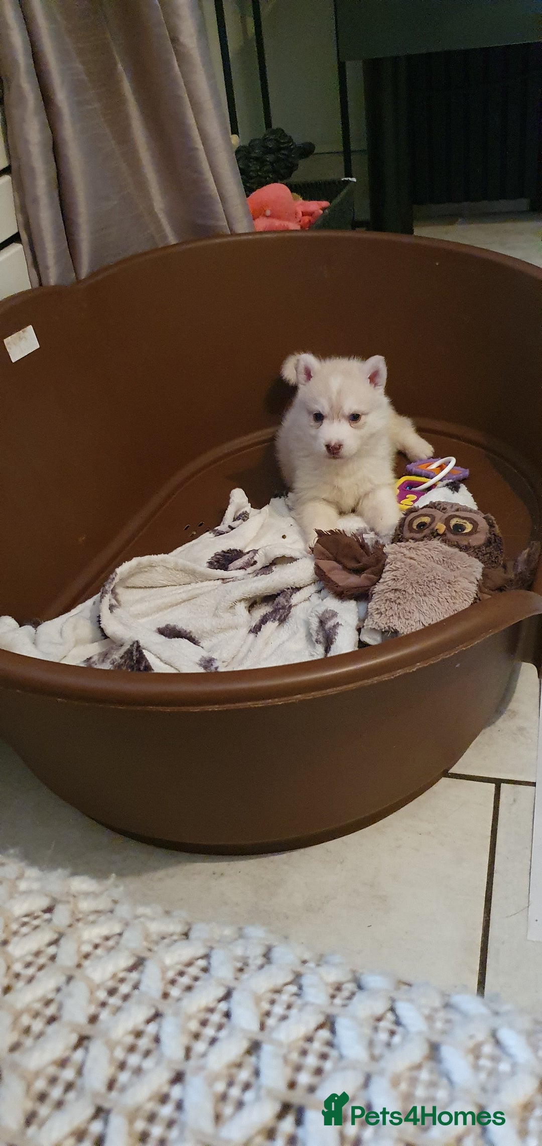 Siberian Husky dogs for sale:  KC REGISTERED PUPS:  5* on pets4homes - Advert 22