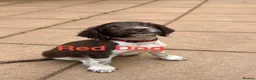 English Springer Spaniel dogs for sale: KC reg ESS pups sire OFTAW  - Advert 4