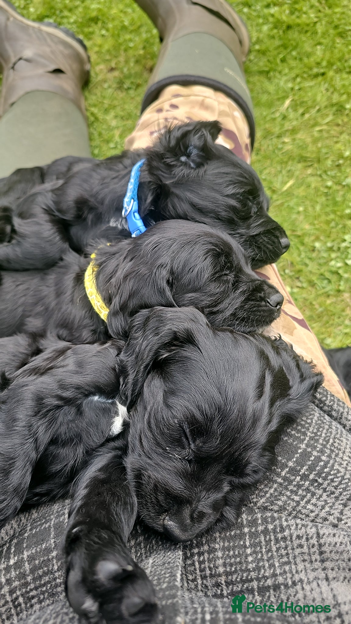 Cocker Spaniel dogs Working cocker spaniel pup - Advert 1