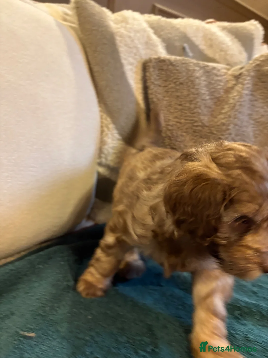 Cockapoo dogs for sale: F1B chocolate cockapoos  - Advert 17