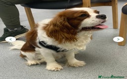 Cavalier King Charles Spaniel dogs for sale: 5 King Charles Ruby & Blenheim Puppies  - Image 4