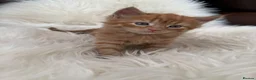 Mixed Breed cats for sale: Beautiful fluffy ginger kittens  - Advert 10