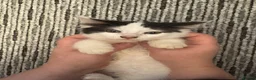 Mixed Breed cats for sale: 3 kittens  - Advert 7