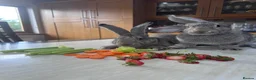 Continental Giant rabbits for sale: Pure bread continental giant Rabbits  - Advert 6