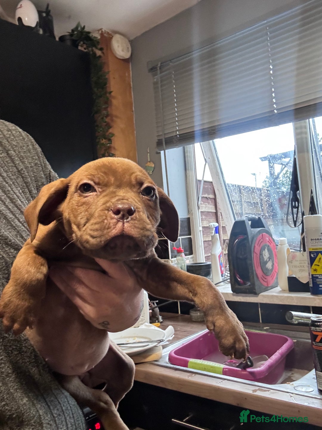 Mixed Breed dogs for sale: Cane Corso and Dogue de Bordeaux - Advert 4