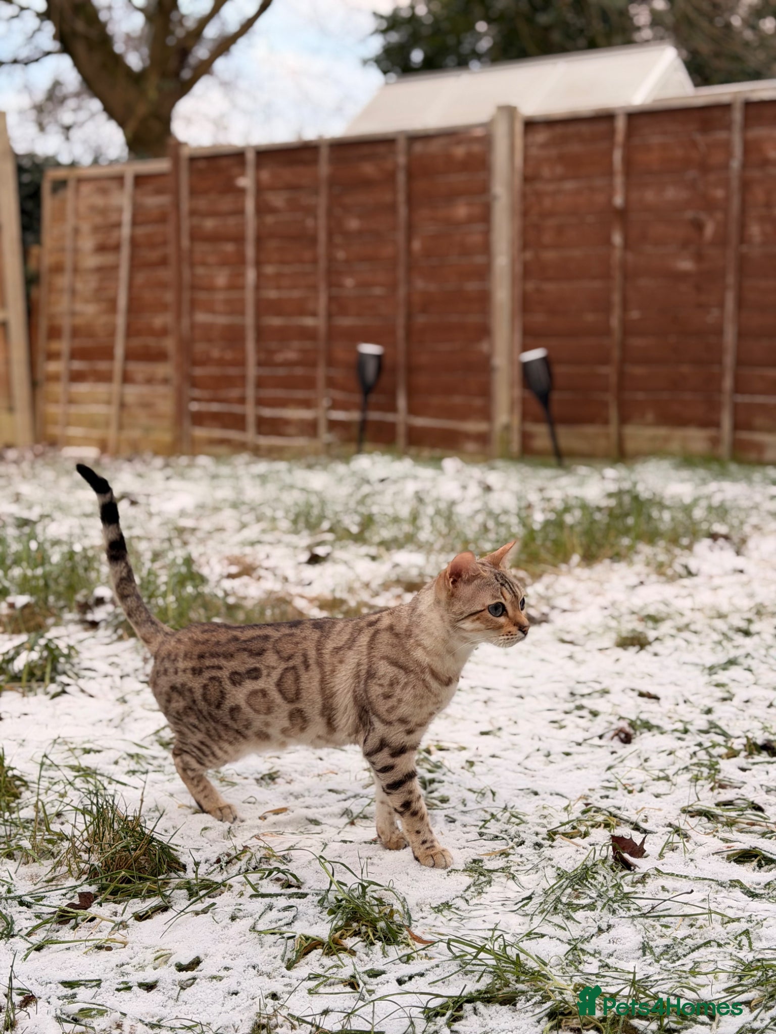 Bengal cats 🐆✨[REDUCED REDUCED!!!] LAST TWO – PURE BENGAL’S❤️ - Advert 1