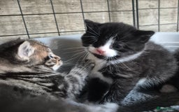 Siberian cats for sale: Beautiful Siberian x BSH kittens  - Image 6