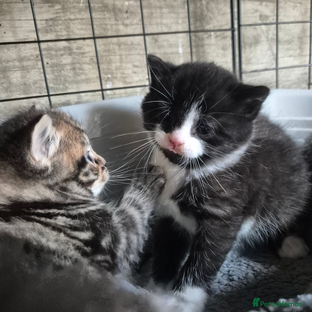 Siberian cats for sale: Beautiful Siberian x BSH kittens  - Image 6