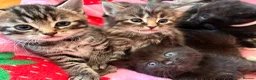 Mixed Breed cats for sale: Adorable kittens for sale  - Advert 12