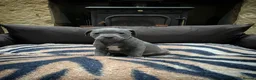 Staffordshire Bull Terrier dogs for sale: Outstanding Staffordshire Bull Terrier Puppies in Sheffield - Advert 4