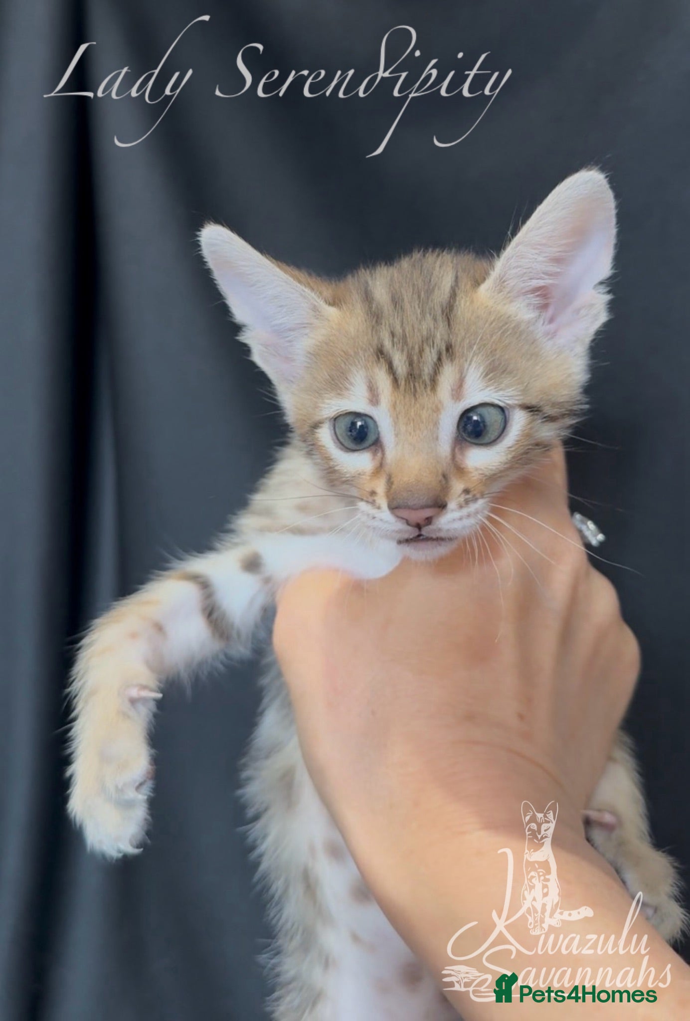 Savannah cats Exceptional Quality Tica Regist. Savannah kittens - Advert 2